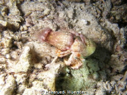 Jeweled Anemone Hermit Crab - Dardanus gemmatus by Hansruedi Wuersten 